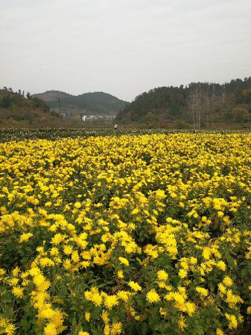 皇菊