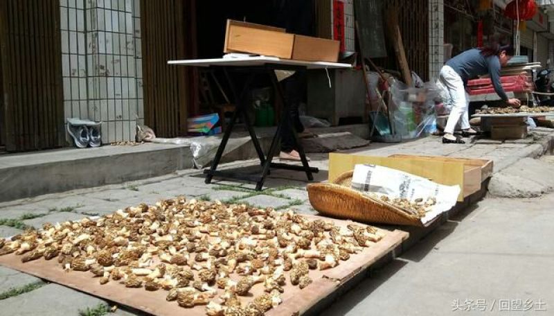 河南卢氏野生羊肚菌，中上通货，选货等