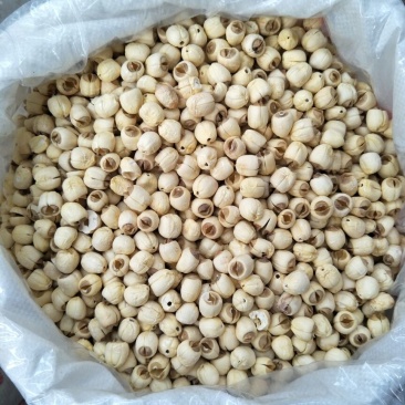 《白磨莲红磨莲》各种规格/常年供应/产地直发/不好包退