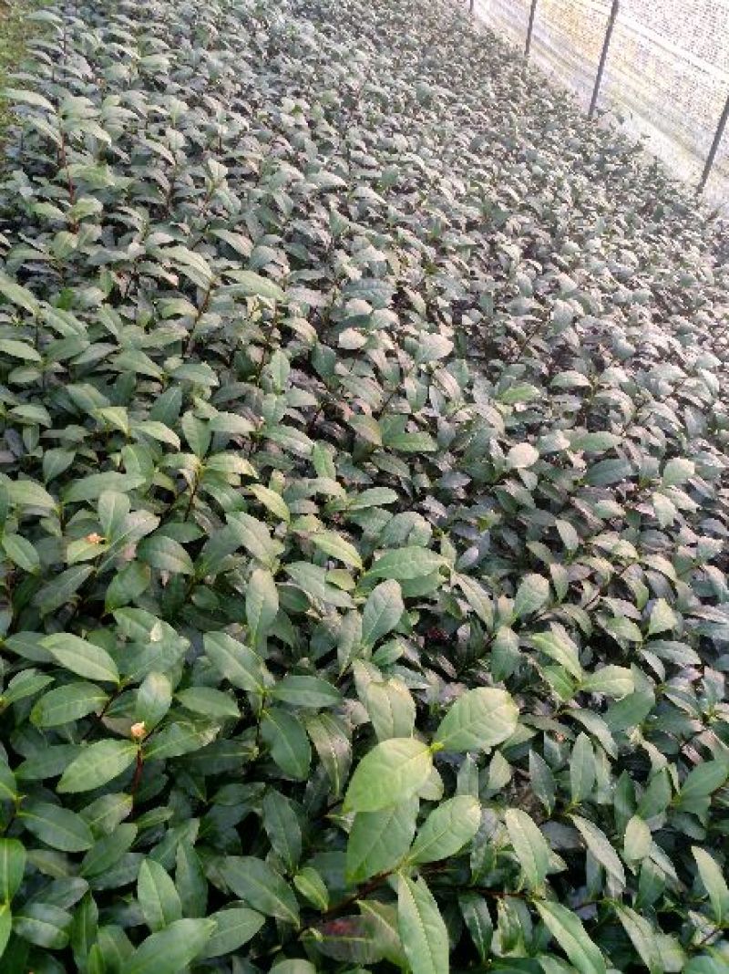 茶叶树苗基质穴盘苗