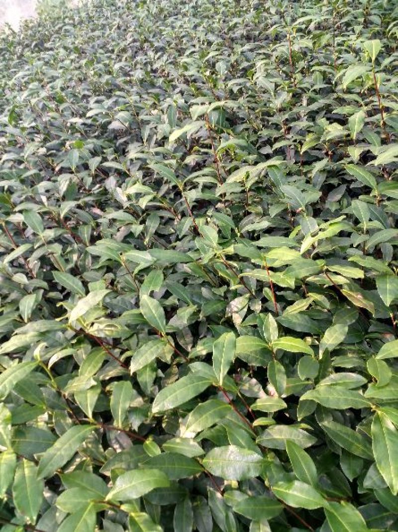 茶叶树苗基质穴盘苗