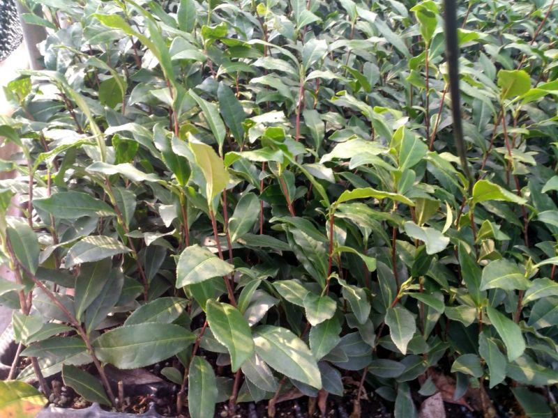 茶叶树苗基质穴盘苗
