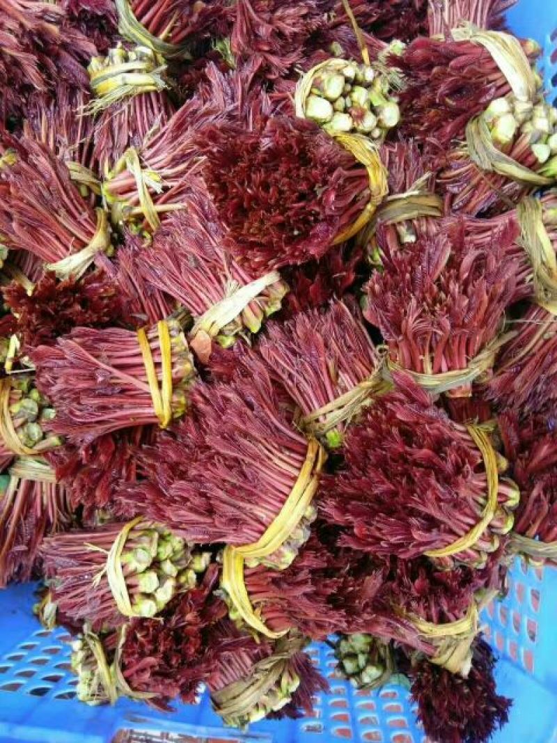 香椿芽11~20cm