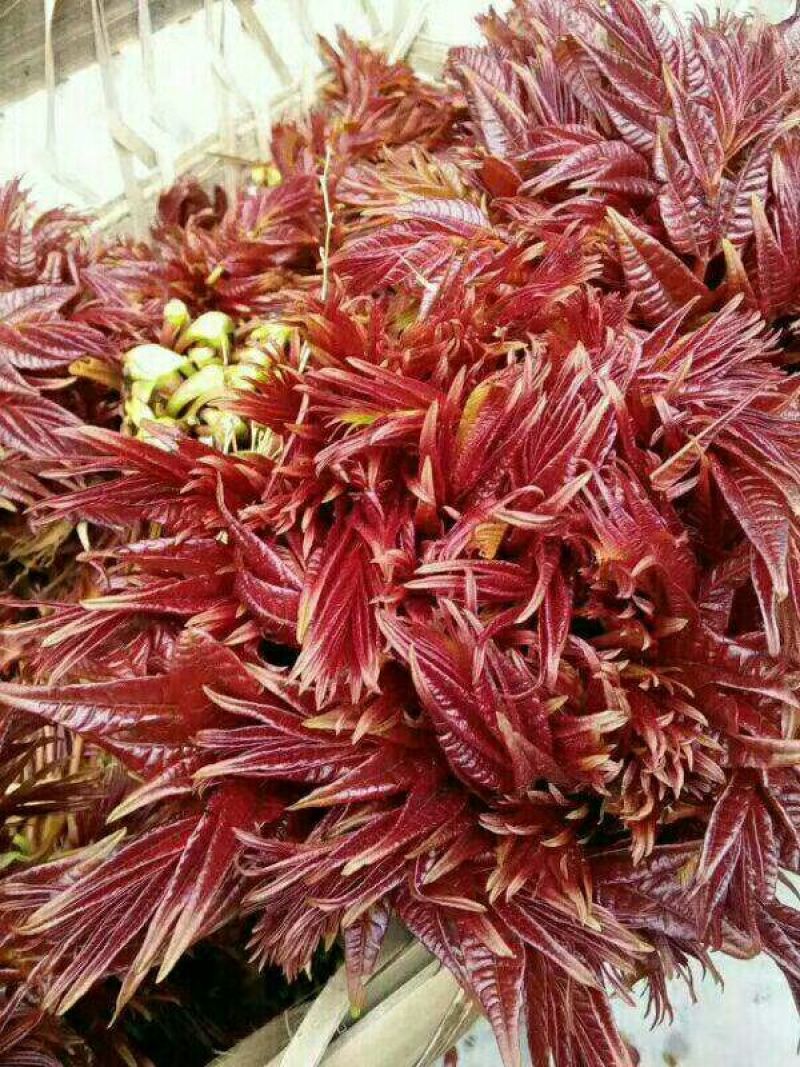 香椿芽11~20cm