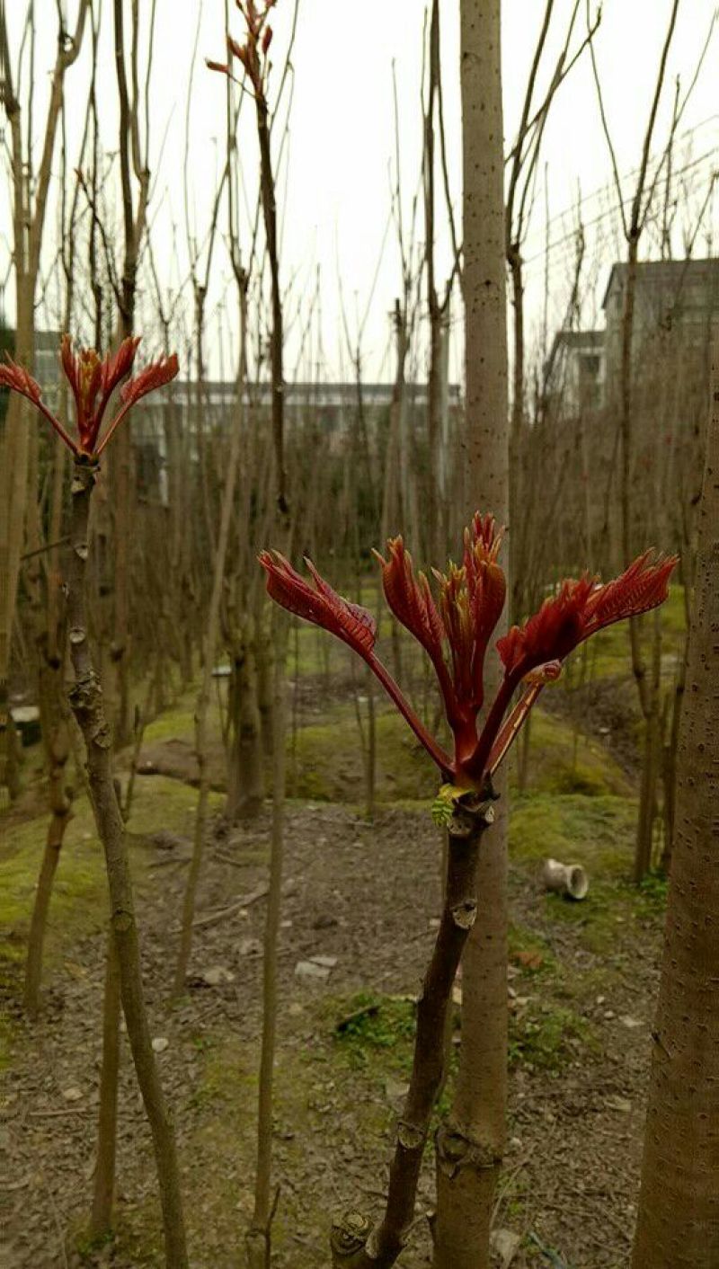 香椿芽11~20cm