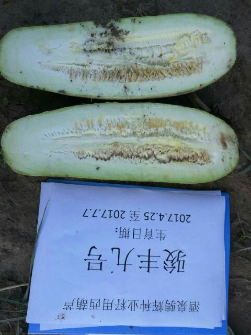 葫芦种子