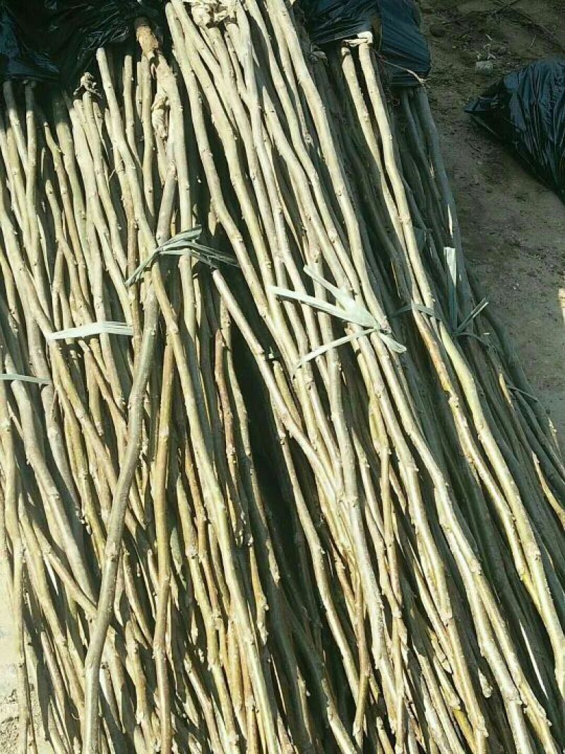 核桃苗1~2年100~150cm