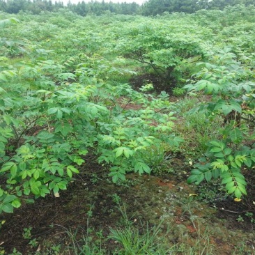 吴茱萸中花统
