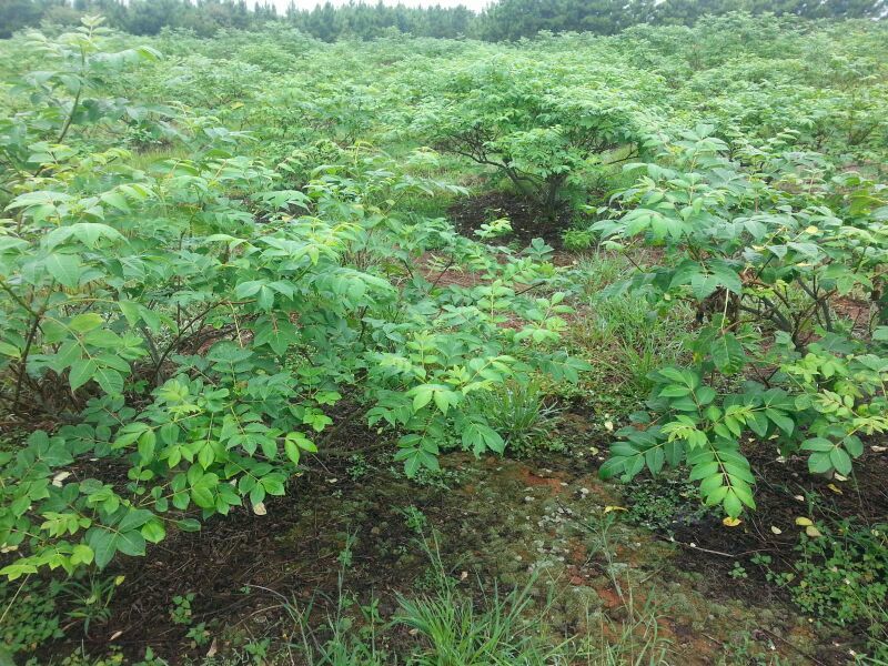吴茱萸中花统