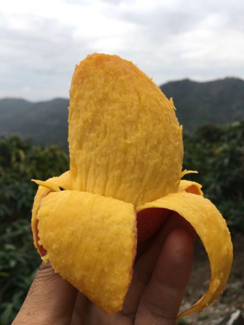 贵妃芒2.5-5两左右