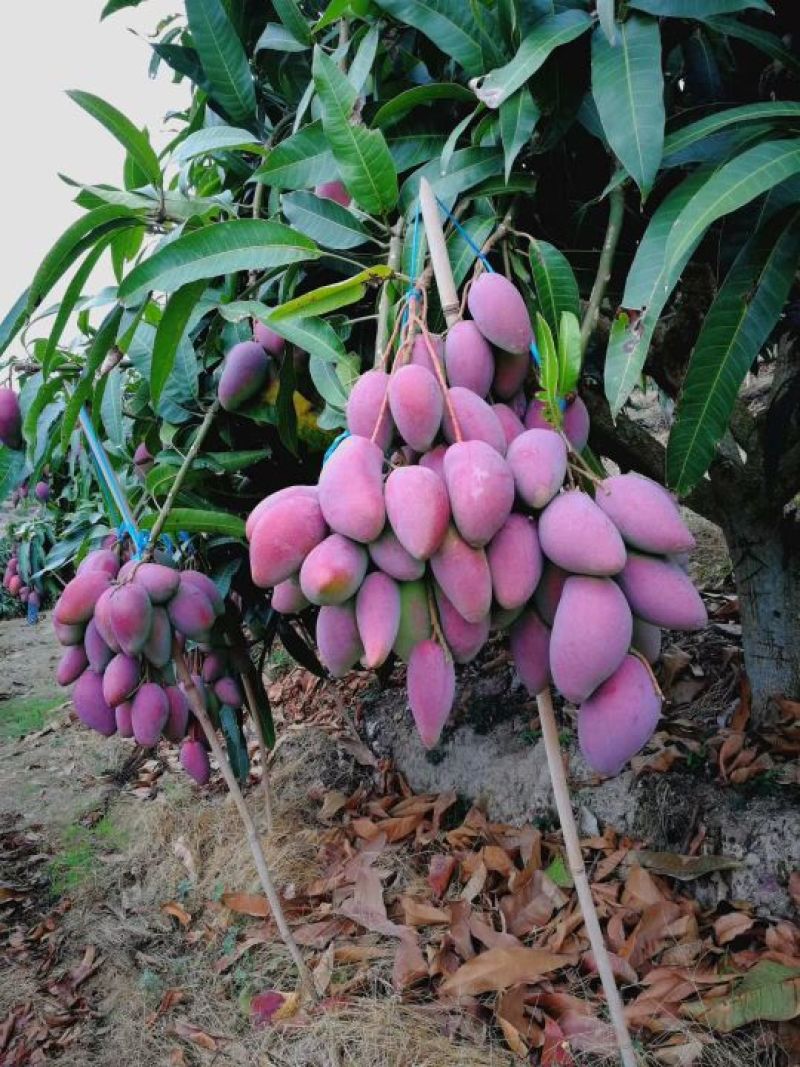 贵妃芒2.5-5两左右