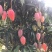 贵妃芒2.5-5两左右