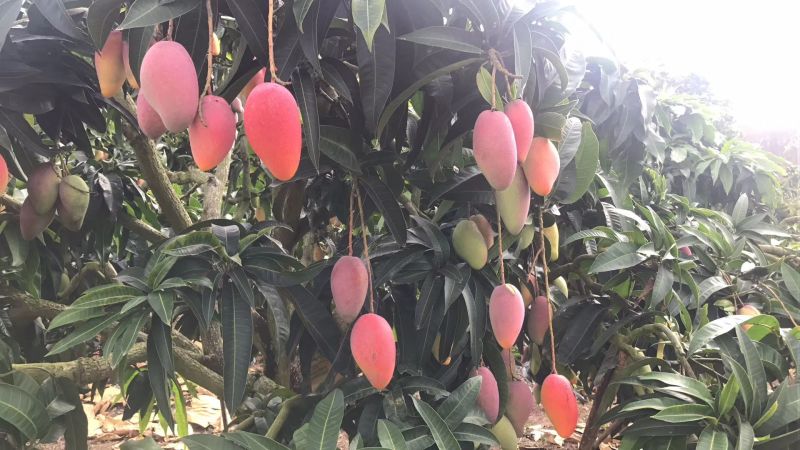 贵妃芒2.5-5两左右