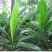 仙茅