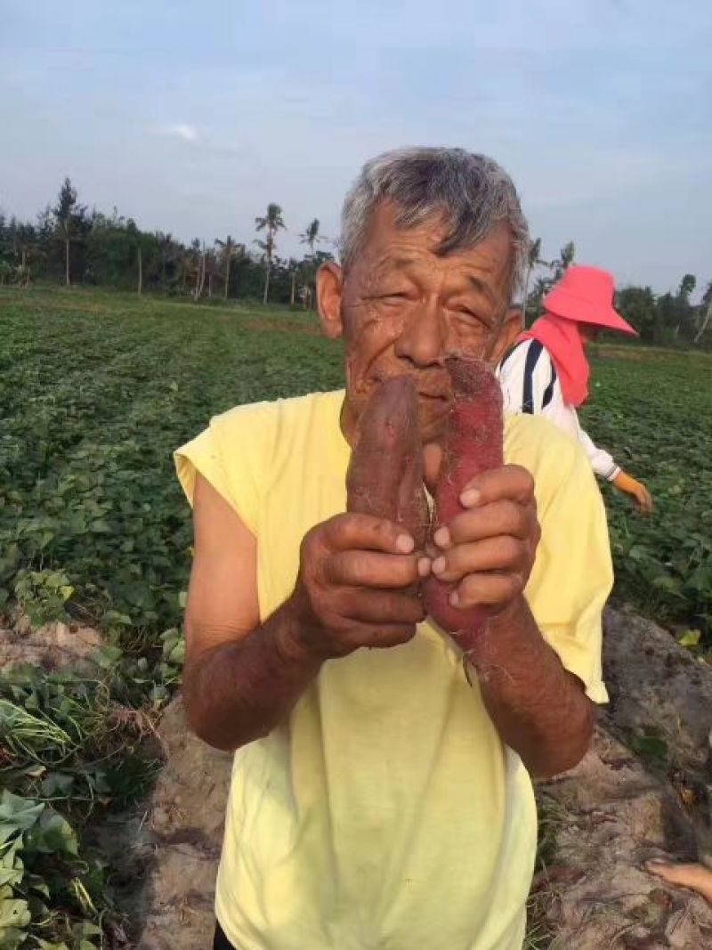桥头地瓜海南桥头富硒地瓜