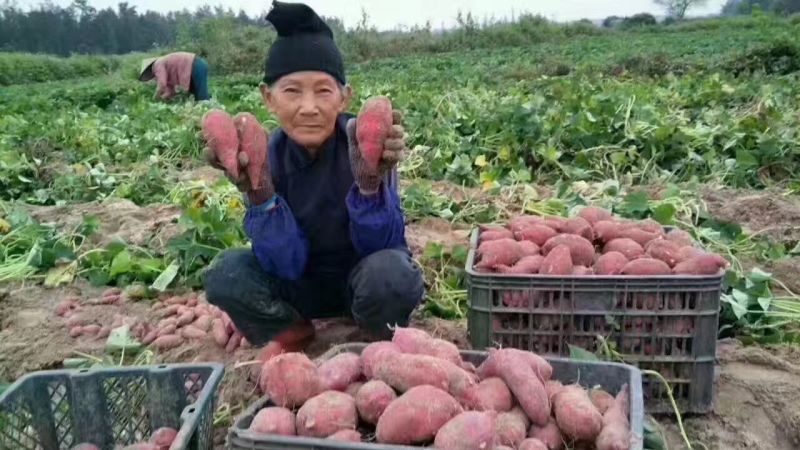 桥头地瓜海南桥头富硒地瓜