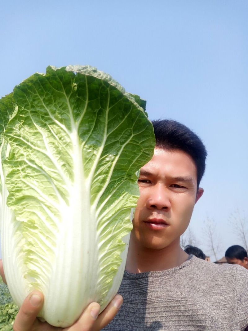 湖南万亩黄心大白菜全国接单3一5斤净菜。