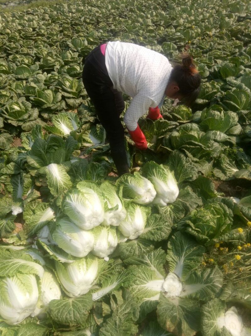 湖南万亩黄心大白菜全国接单3一5斤净菜。