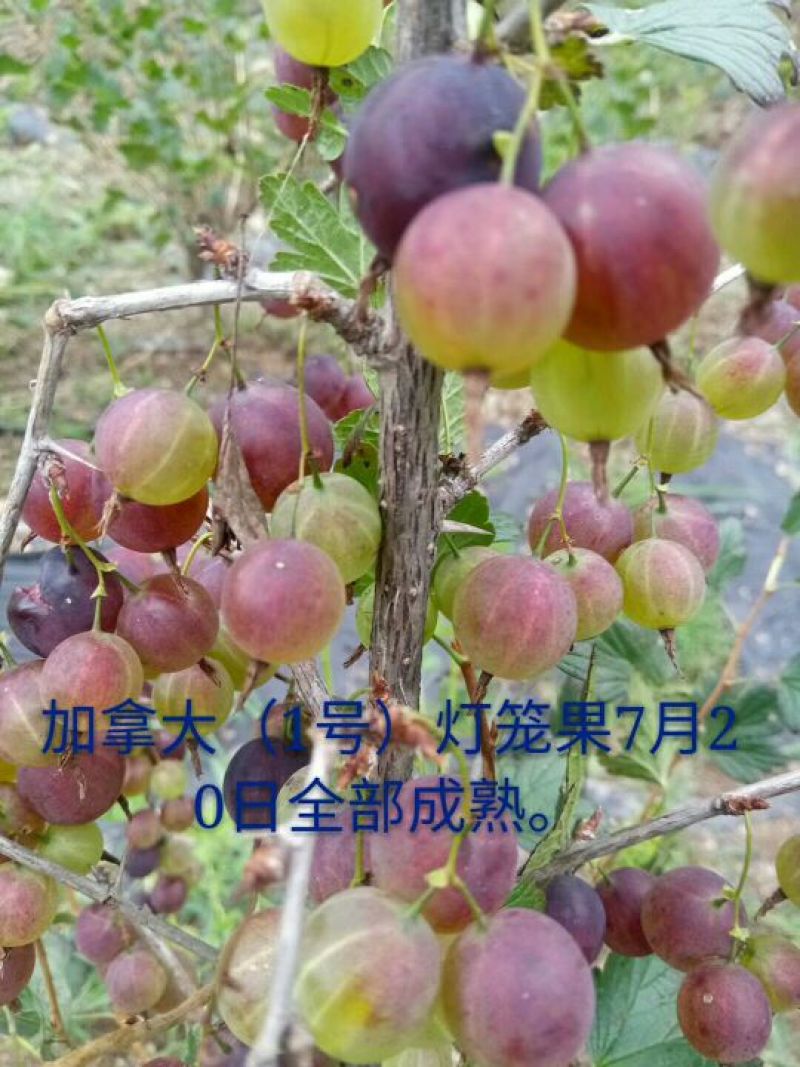 灯笼果苗，品种纯正，果个大，亩产量高，保湿包邮，产地直售