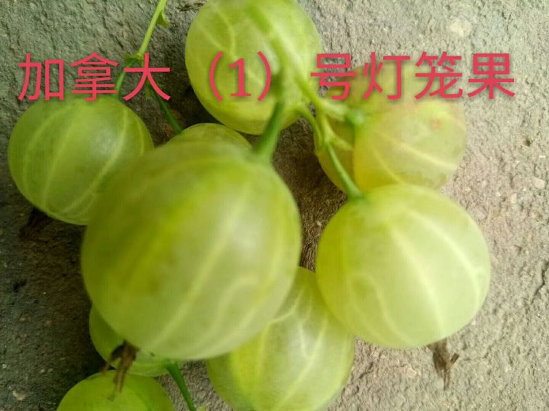 灯笼果苗，品种纯正，果个大，亩产量高，保湿包邮，产地直售