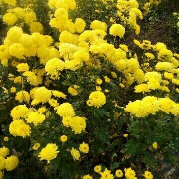 皇菊散装皇菊，3件包邮