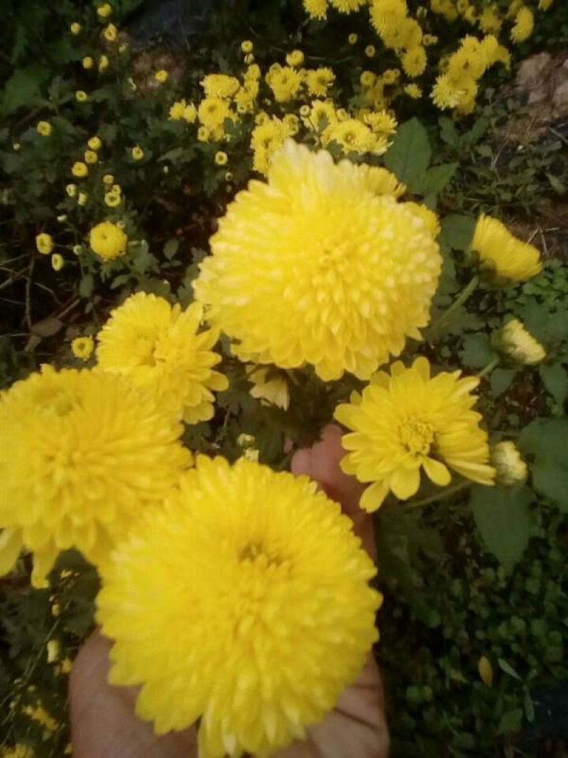 皇菊散装皇菊，3件包邮