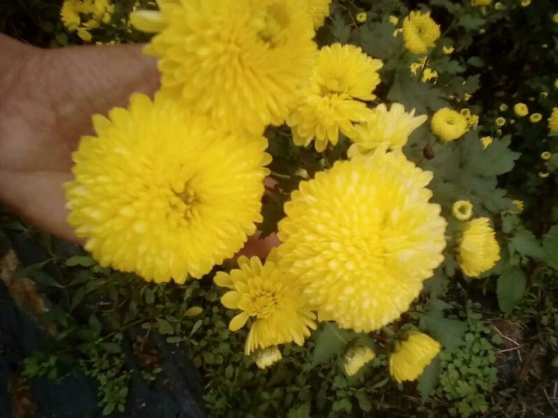 皇菊散装皇菊，3件包邮