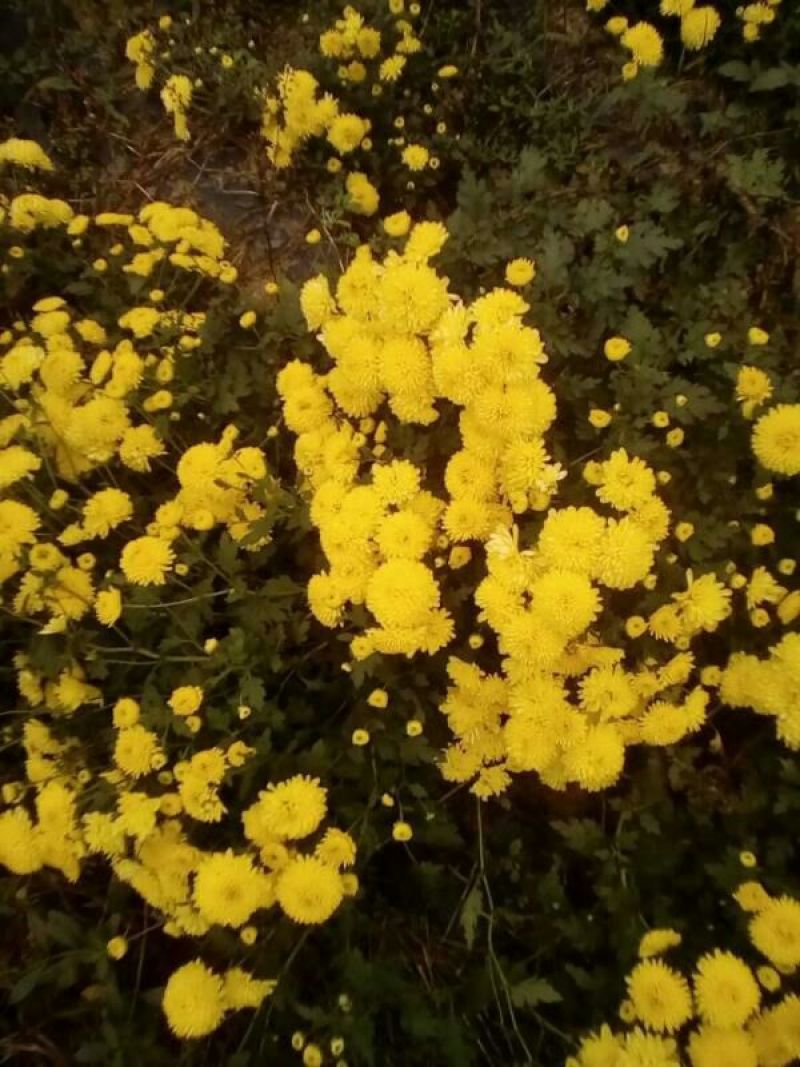 皇菊散装皇菊，3件包邮
