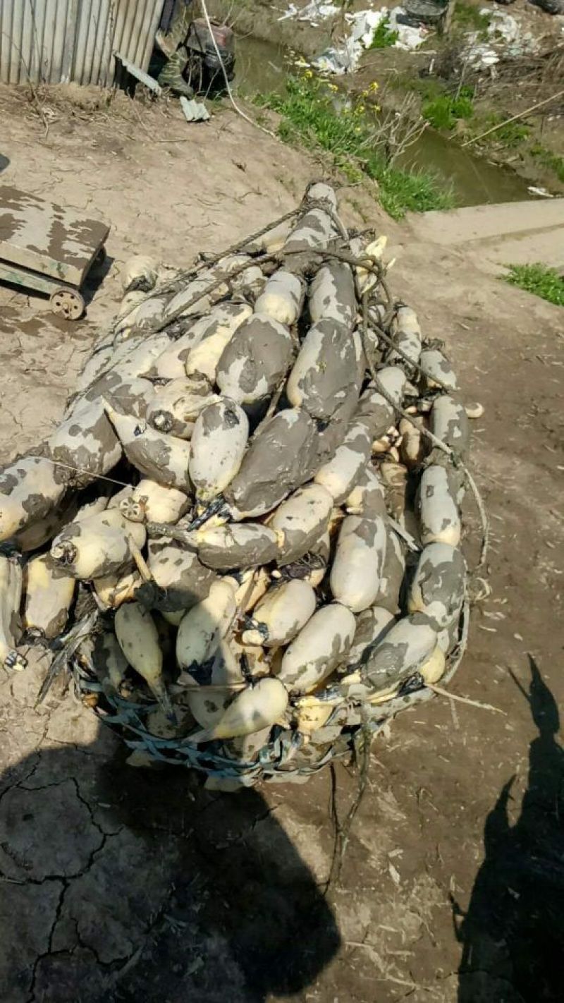 莲藕3735洪湖莲藕粉藕质量保证可视频在线观看欢迎咨询