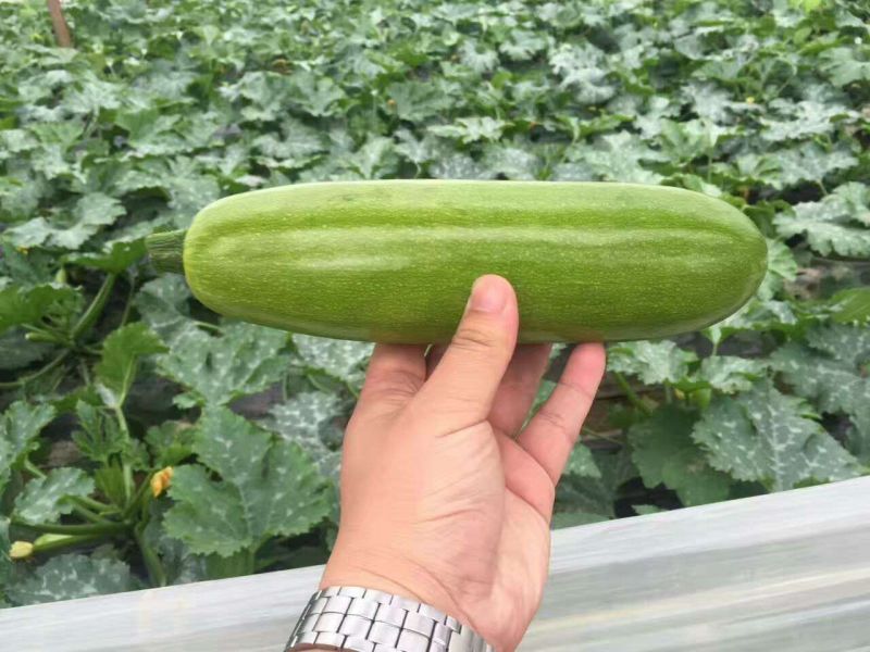 绿皮西葫芦0.6斤以上