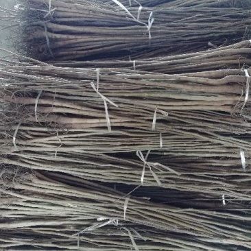 核桃苗1~2年100~150cm