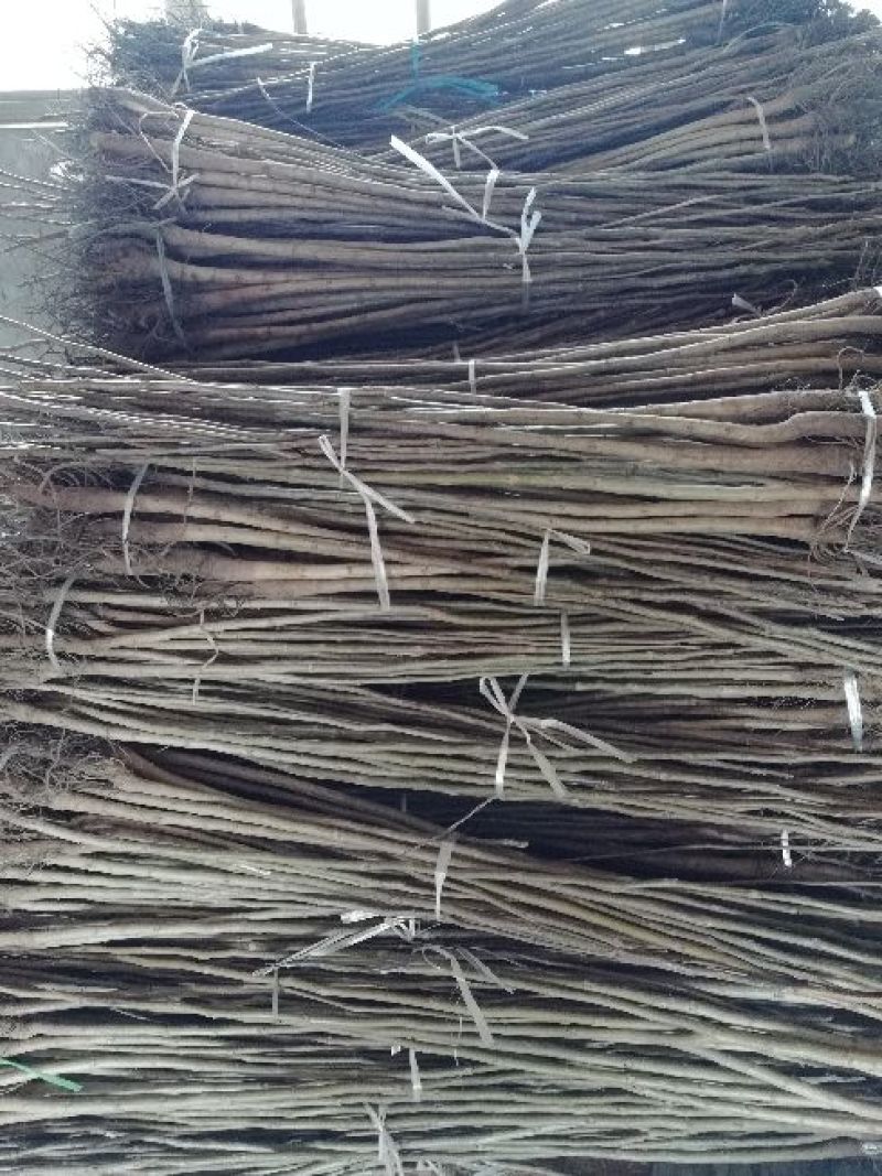 核桃苗1~2年100~150cm