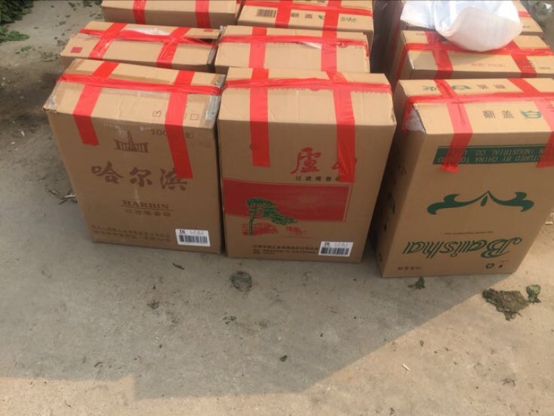 大叶香菜新鲜现采做工精细可发各地市场超市电商