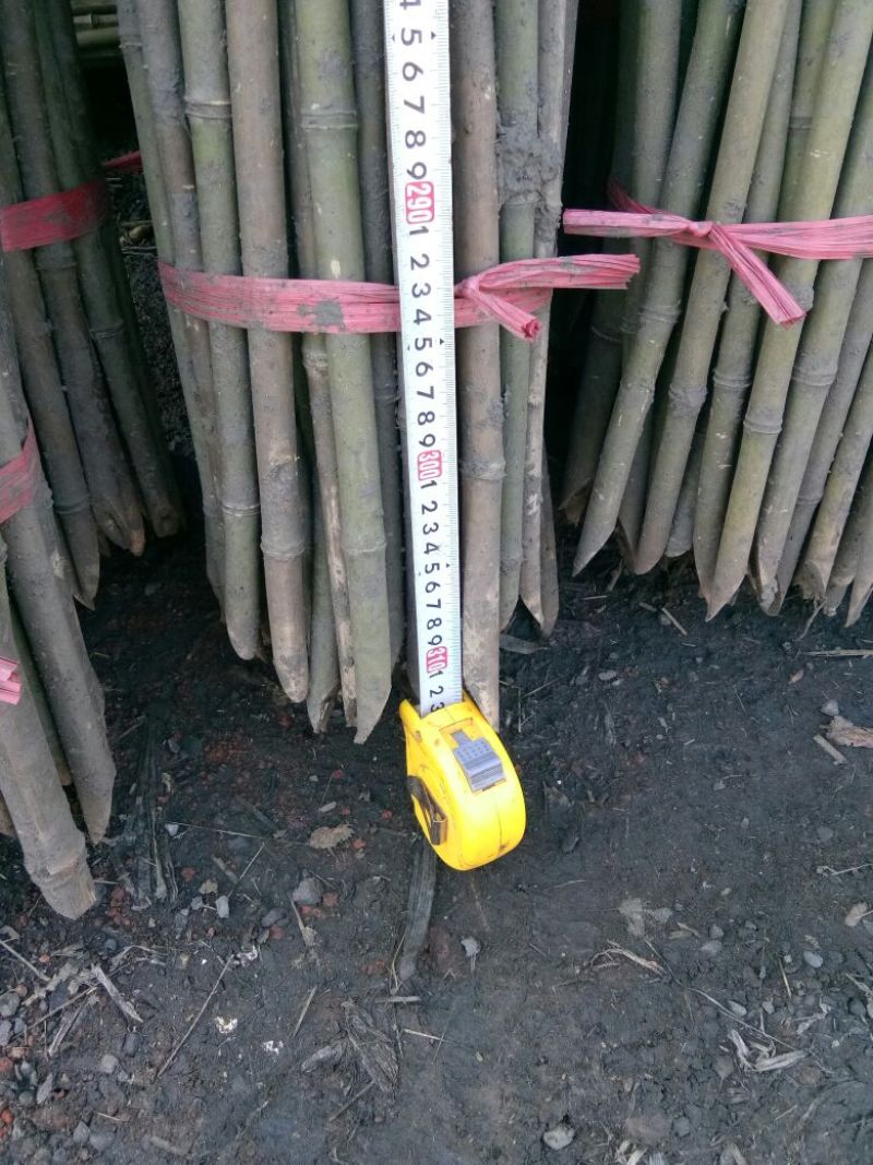 钢竹3~4m