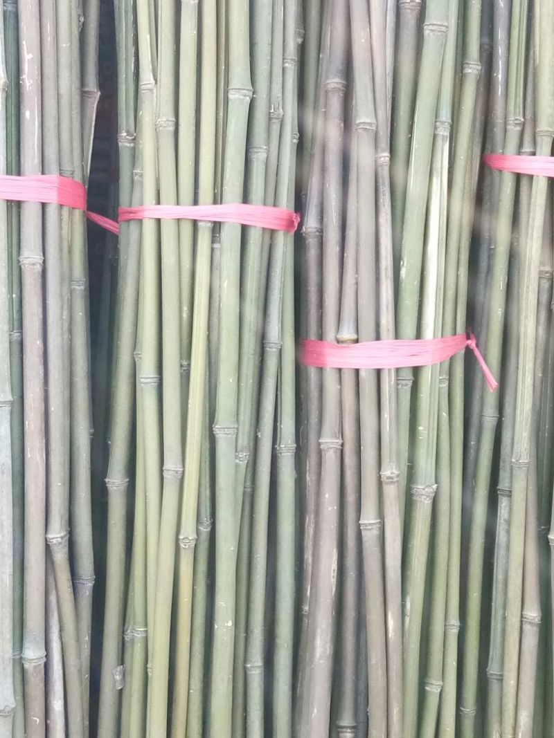 钢竹3~4m