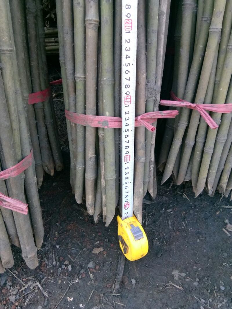 钢竹3~4m