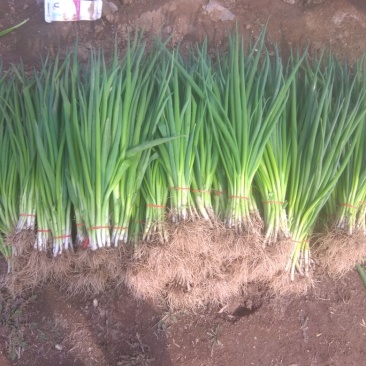 小葱45~50cm，诚信经营，长年供应