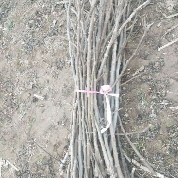 无花果树苗10~20cm