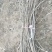 无花果树苗10~20cm