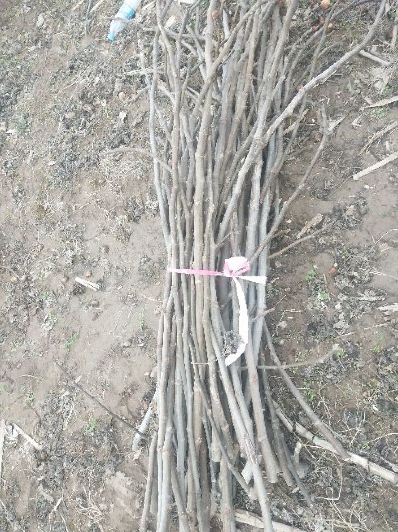 无花果树苗10~20cm