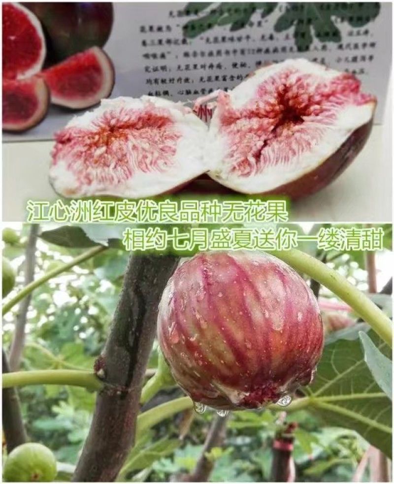 无花果树苗10~20cm