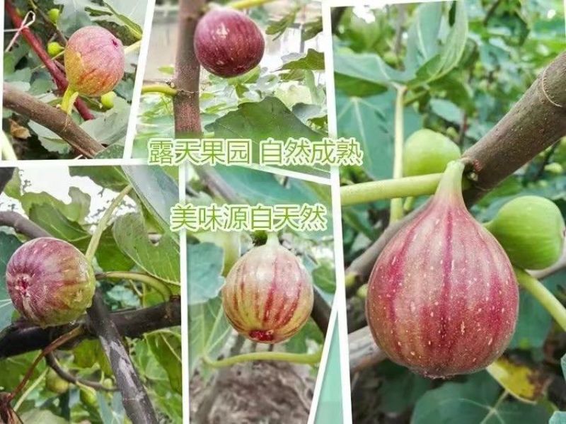 无花果树苗10~20cm