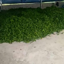 螺丝椒15~20厘米中辣青