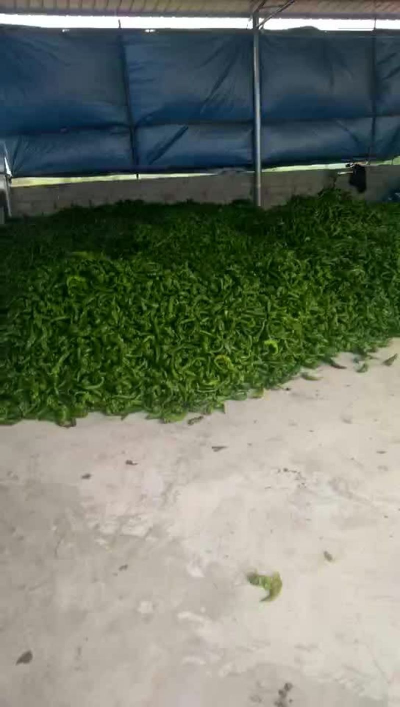 螺丝椒15~20厘米中辣青