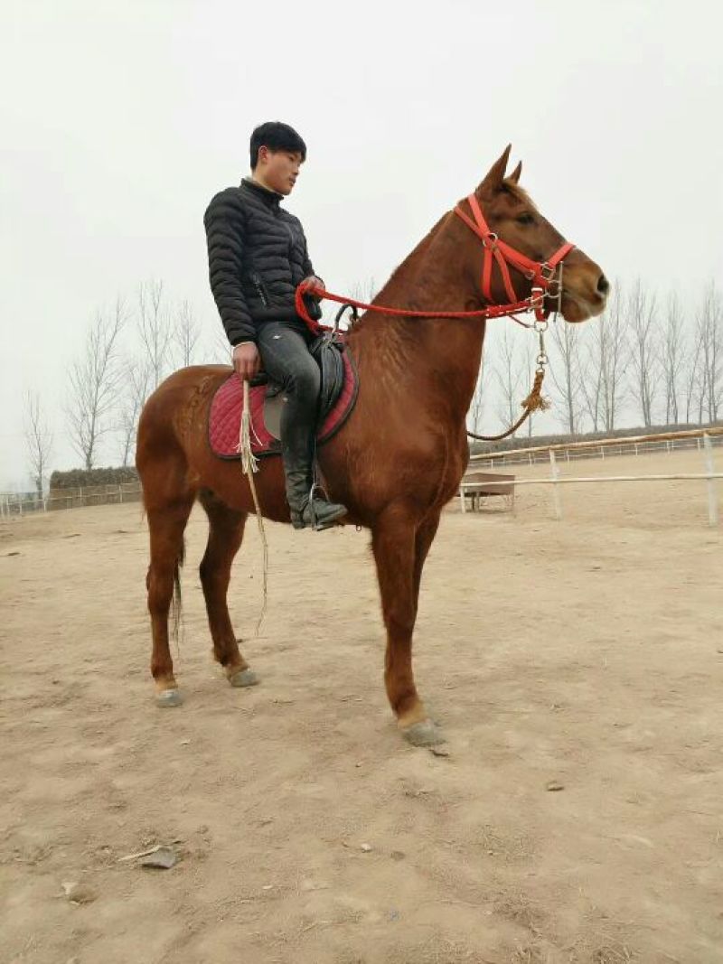 肉马300~400kg