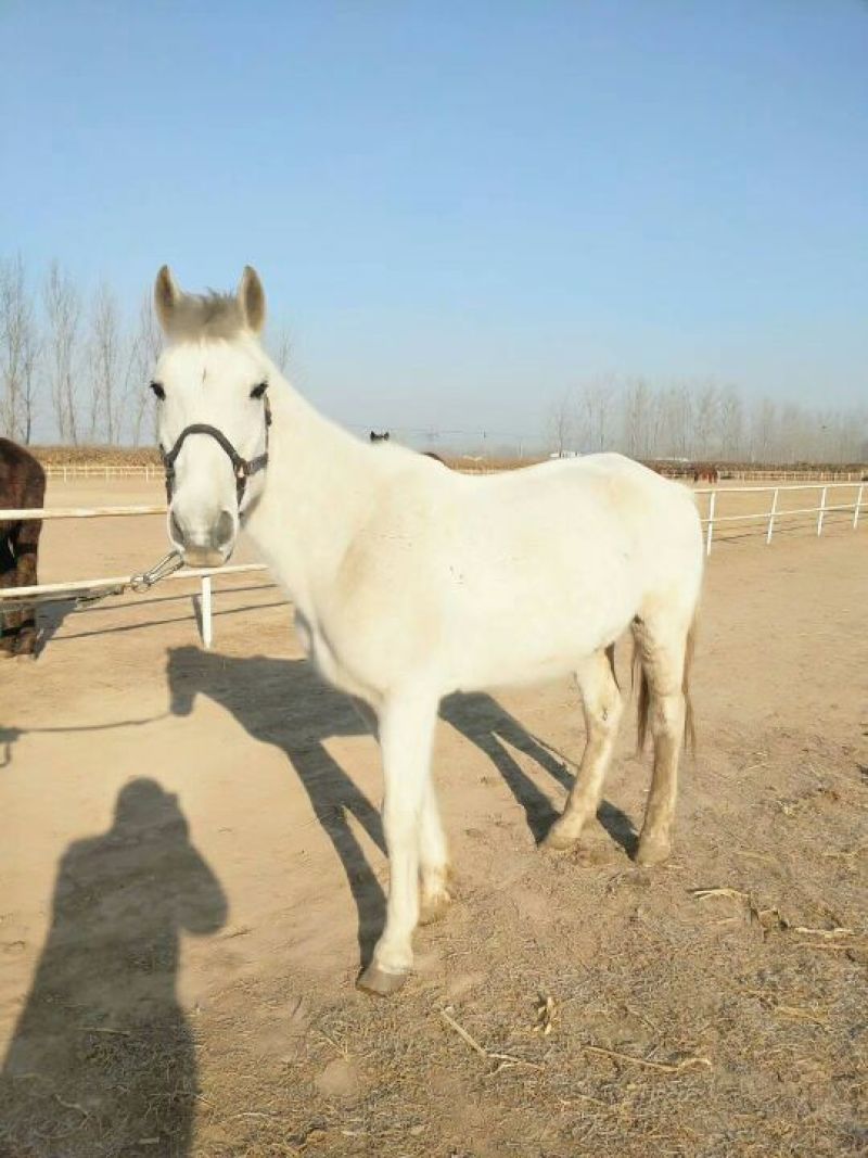 肉马300~400kg