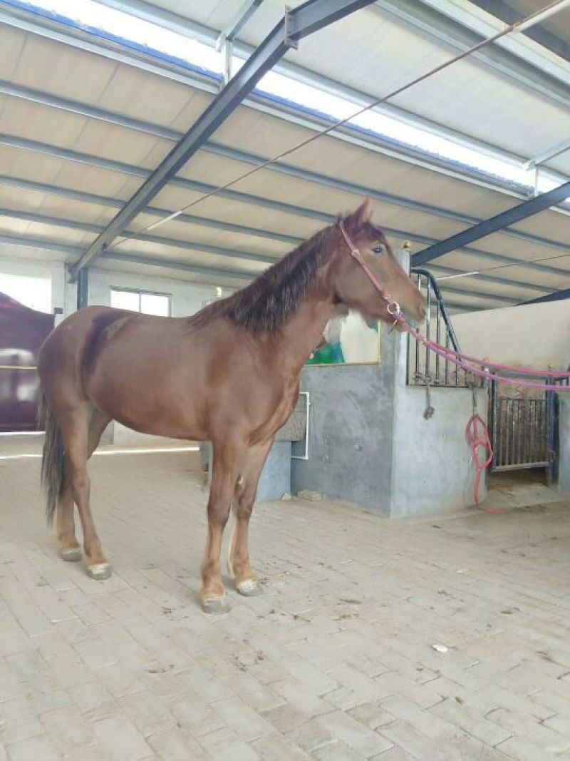 肉马300~400kg