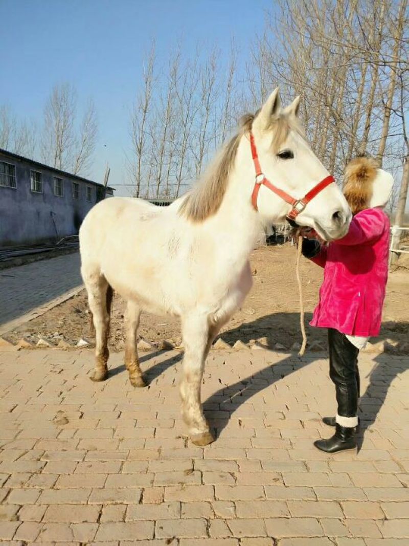 肉马300~400kg