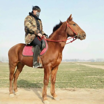 肉马300~400kg