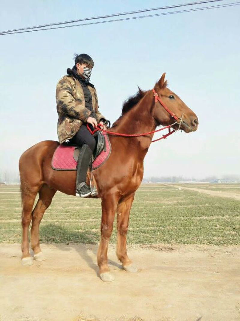 肉马300~400kg
